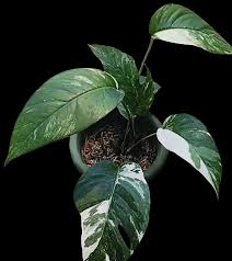 Image result for Epipremnum