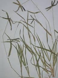 Image result for Hyparrhenia anthistirioides