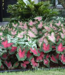 Most caladiums are at home in the shade or partial shade, but some varieties are more sun tolerant (see caladium catalog page) and can be. 6 Tips For Growing Caladiums In Zones 5 7 Longfield Gardens