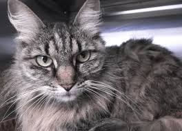 They enjoy being playful and interacting with the whole family but they also enjoy showing affection and cuddling up with the ones they love. Snickers The Cat Would Be A Sweet Addition To Your Home Daily News