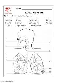 Respiratory System Interactive And Downloadable Worksheet You Can Do The Exercises Online Or Dow Respiratory System Human Respiratory System Biology Worksheet