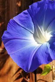 How To Grow Common Morning Glory Gardener S Path Morning Glory Flowers Morning Glory Garden Vines