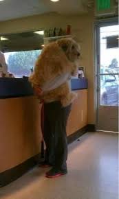 This Dog Was So Scared Of The Vet He Jumped In His Owner S Arms Funny Dog Pictures Funny Cute Funny Animals