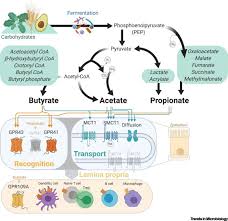But i hope you are reading this article because you have no right idea about it. Microbial Regulation Of Host Physiology By Short Chain Fatty Acids Trends In Microbiology