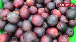 Image result for Anisophyllea boehmii