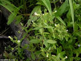 Image result for Hippocratea graciliflora
