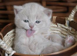 Kedi Miyavlamasi Kedi Miyavlamasi Cesitleri Kediler Gen Tr