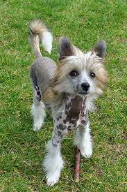a heartbreaker angel crest chinese crested dog chinese crested unique animals