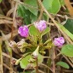 Image result for Commicarpus pedunculosus