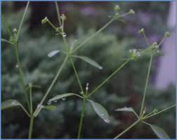 Image result for Euphorbia graminea