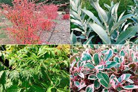 Gaultheria winter splash™ a totally new wintergreen on the scene, the only variegated wintergreen on the market. Four New Plants That You Ll Find In Garden Centers Next Year Heraldnet Com