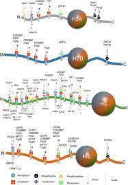 They modulate the function of most eukaryote proteins by altering their activity state. Histone Posttranslational Modifications Potential Role In Diagnosis Prognosis And Therapeutics Of Cancer Sciencedirect