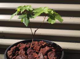 So, growing one as a bonsai takes. Sugar Maple Bonsai 7 Maple Bonsai Bonsai Sugar Maple
