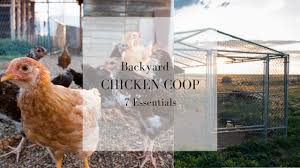 7 Essentials For The Backyard Chicken Coop Raising Chickens For Eggs Youtube