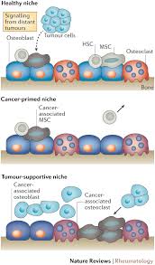Plasma cells develop from b lymphocytes (b cells), a type of white blood cell that is made in the bone marrow.normally, when bacteria or viruses enter the body, some of the b cells will change into plasma cells. Navigating The Bone Marrow Niche Translational Insights And Cancer Driven Dysfunction Nature Reviews Rheumatology