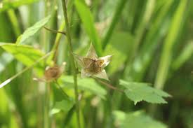 Image result for Hibiscus vitifolius