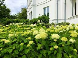 Schneeballhortensien gehören zu den ältesten und beliebtesten gartenpflanzen. Hortensie Annabelle Hydrangea Arborescens Annabelle Gunstig Online Kaufen