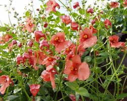 Image result for ostruhatka