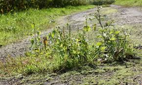 Unkraut Bestimmen Selbst De Unkraut Im Garten Unkraut Im Rasen Unkraut