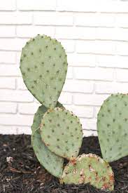 Though many gardeners grow cactus from seeds we recommend cuttings as the chances of not have enough space to grow cactus outside? Planting Outdoor Cacti In Tennessee A Beautiful Mess