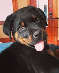 2019 Most Popular Dog Breeds In The Us For 2018 Most Popular Dog Breeds Popular Dog Breeds Rottweiler Puppies