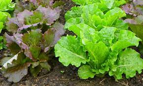 You can skip a water irrigation system only if you are growing lettuce in your mini summer garden where a water hose is enough to do the job. Growing Lettuce In Fall North Carolina Cooperative Extension