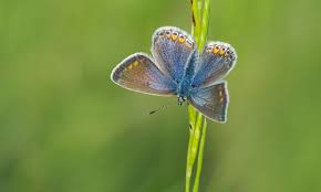 Moths are attracted to gardens with a mix of plants that include grasses, flowers, shrubs, and trees. Butterfly Conservation Auf Twitter Hoping To Attract Butterflies And Moths To Your Garden This Spring Check Out Our Website For Helpful Hints And Tips Https T Co Caqnk0mloz Photo Female Common Blue By Bob Eade