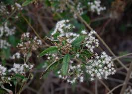 Image result for Vernonanthura polyanthes