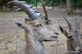 La grădina zoologică din târgu mureș am putut vedea doi elefanți impresionanți. Harta Gradina Zoologica Din Targu Mures Harta Cu Animale Usi De Semineu Prodferrum