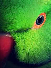 Green Bird With Red Neck My Parrot And I Love Taking Selfies And He Is An Red Ring Neck Parakeet Ring Necked Parakeet Parrot Parakeet
