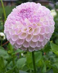 Pin On Flora