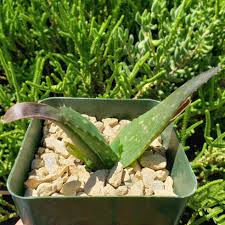 Image result for Aloe myriacantha