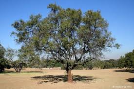 Image result for Searsia leptodictya