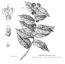 Image result for Dichapetalaceae