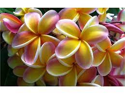 Plumeria Frangipani Lei Rainbow Plumeria Flowers Tropical Flower Plants Flower Pot Design