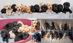 A female pit bull may have a litter ranging from two to 12 pups, depending on her health and size. Litter Of 14 Black And Gold Puppies Is Thought To Be England S Largest Set Of Labrador Siblings Yet Daily Mail Online