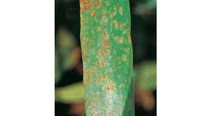 Image result for rez rzivost ostru%u017Einy