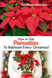 How To Care For Poinsettia Poinsettia Plant Poinsettia Care Plants
