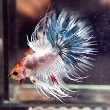 Pin By Marianne Sans On Beautiful Betta Fish Betta Fish Betta Fish