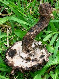 Image result for Strobilomyces strobilaceus