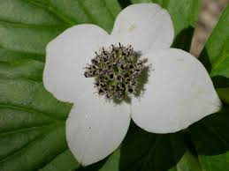 Image result for Cornaceae