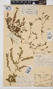 Image result for Zonotriche