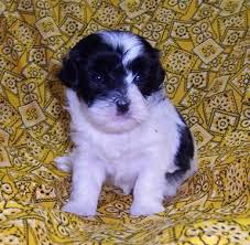 Shichon teddy bear puppies for sale mn. Teddy Bear Puppies Shichon For Sale Minnesota