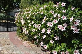 Visit The Post For More In 2020 Garden Hedges Flower Garden Design Small Gardens