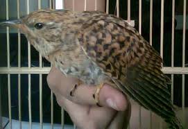 Oleh sebab itu, disamping sebagai burung klangenan dapat juga digunakan jenis burung puter yang satu ini sering disebut dengan puter geni. Jenis Burung Emprit Gantil Gambar Burung