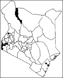 Image result for Oxygonum salicifolium