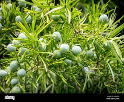 Image result for Afrocarpus