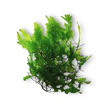 Image result for Bolbitis