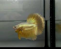 Paket miara cupang garam ikan/obat biru/daun ketapang. Super Gold Halfmoon Betta Fish Siamese Fighting Fish Betta