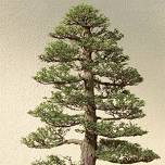 2026 The Art of Bonsai: August-Thursday